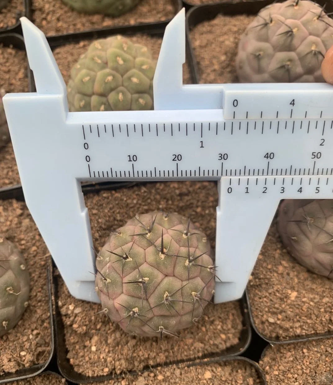 
Low price natural beauty real plant cactus Tephrocactus geometricus variegata for sale 