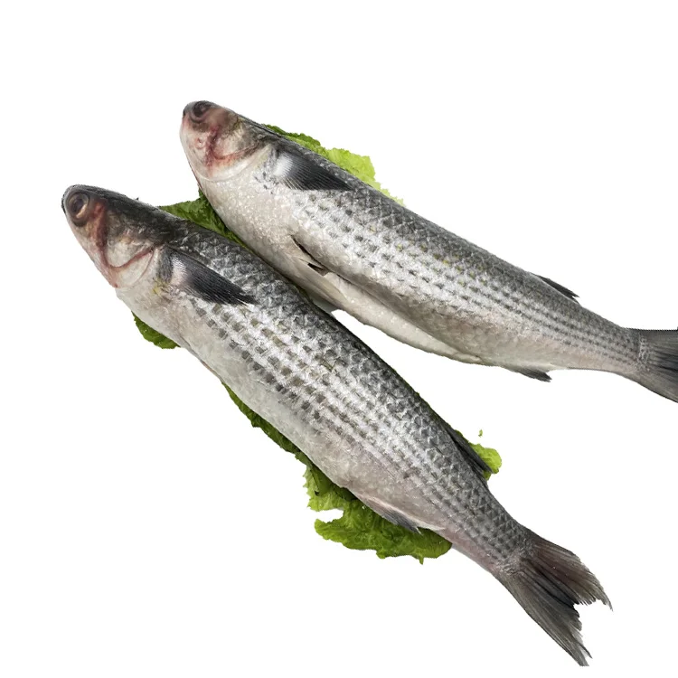 Cheap Price New Season Frozen Mullet Fish Size 1-2kg Grey Mullet for Sale