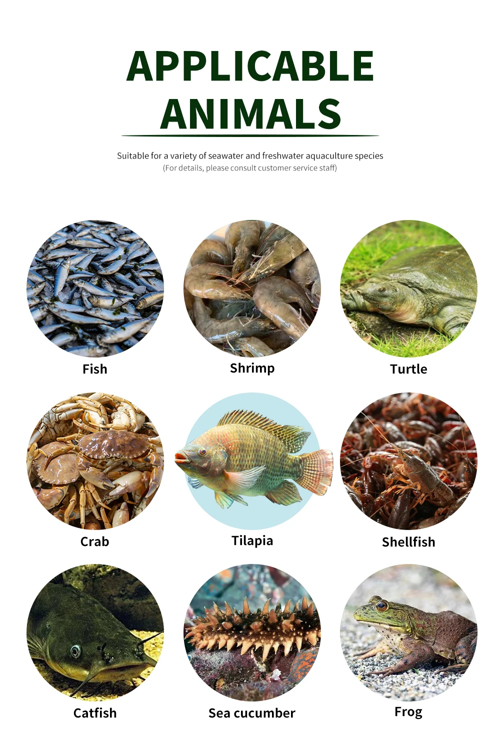 Aqua feed containing lysine to improve protein
