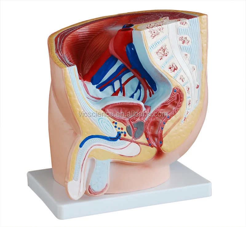 medical anatomical model human male urinary bladder with prostate coronal section Model medical science education model