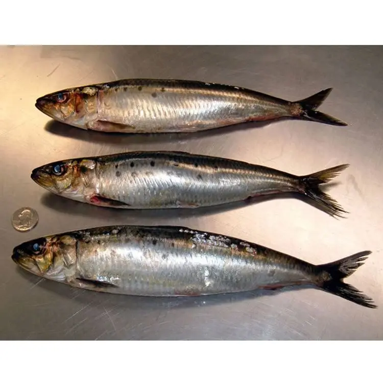 
Замороженная рыба сардины для консервирования хорошего качества  (60591767924)