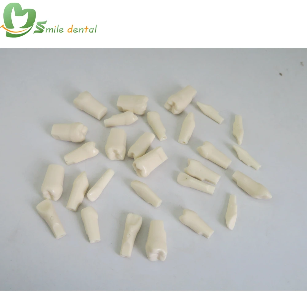 Dental Replace teeth Resin Simulation Tooth Standard Practice Screw-in Permanent Teeth Jaw Model