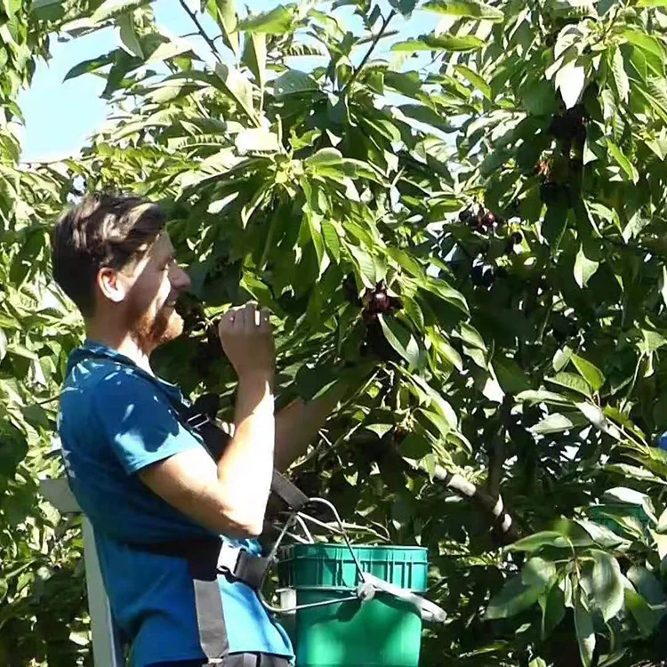 
Promotion 100% natural Australia 2kg fresh cherries 