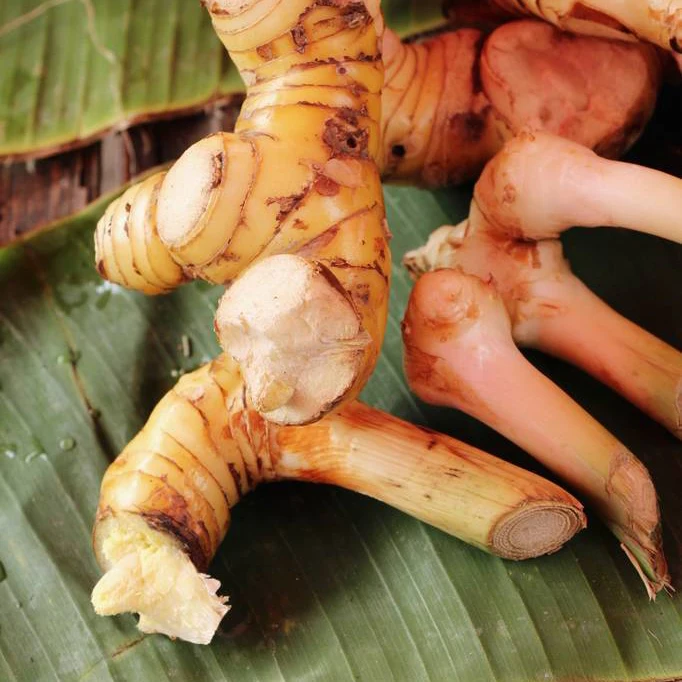 Hot Selling Fresh Galangal 12 Months Shelf Life Natural Color Single Spices & Herbs from Thailand