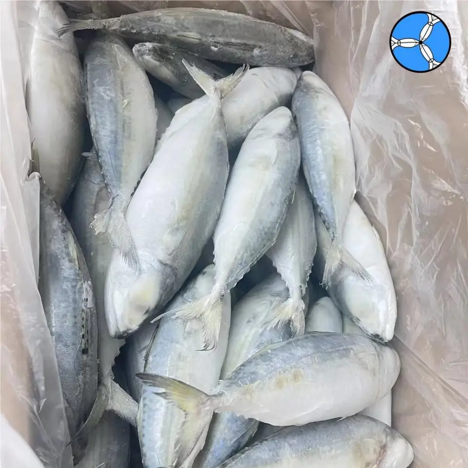 Cheap Price High Level Indian Mackerel Seafood Supplier Price for Sale