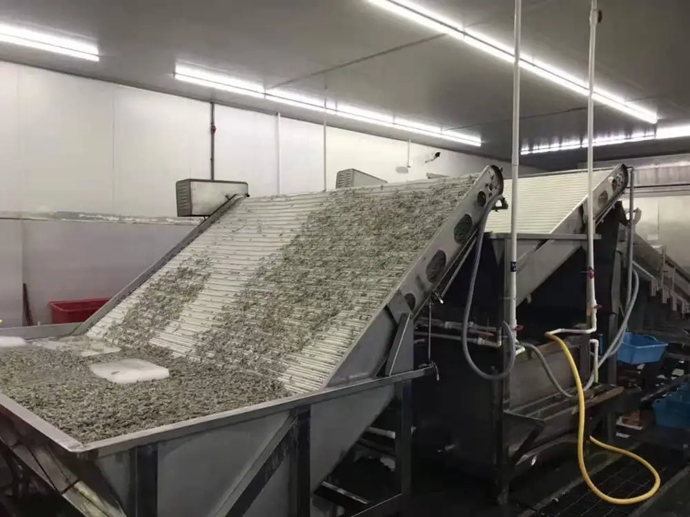  Лидер продаж замороженные креветки Vannamei HLSO от китайского производителя