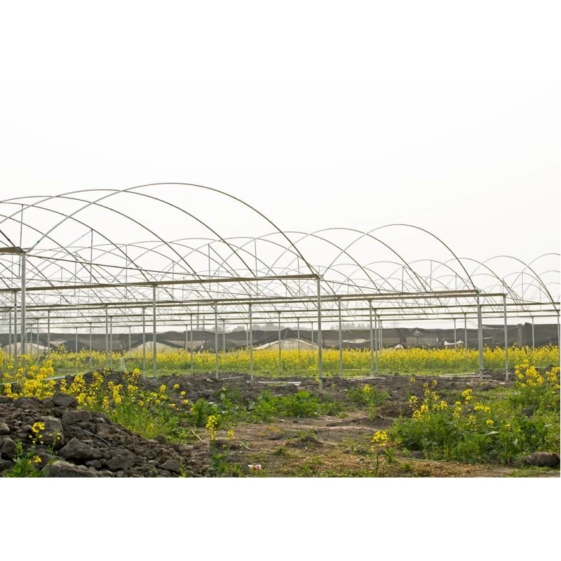 Tropical Plastic Film Multi Span Greenhouse With Galvanized Steel Frame