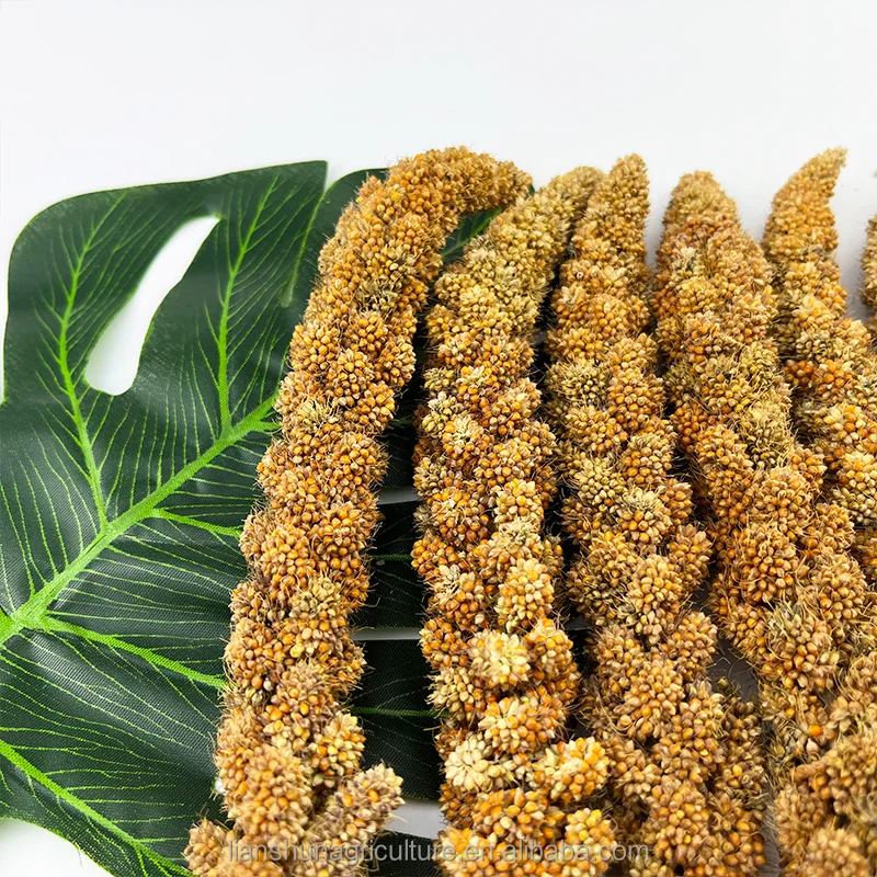 Carton Boxes Yellow Millet Spray For Bird Feeding