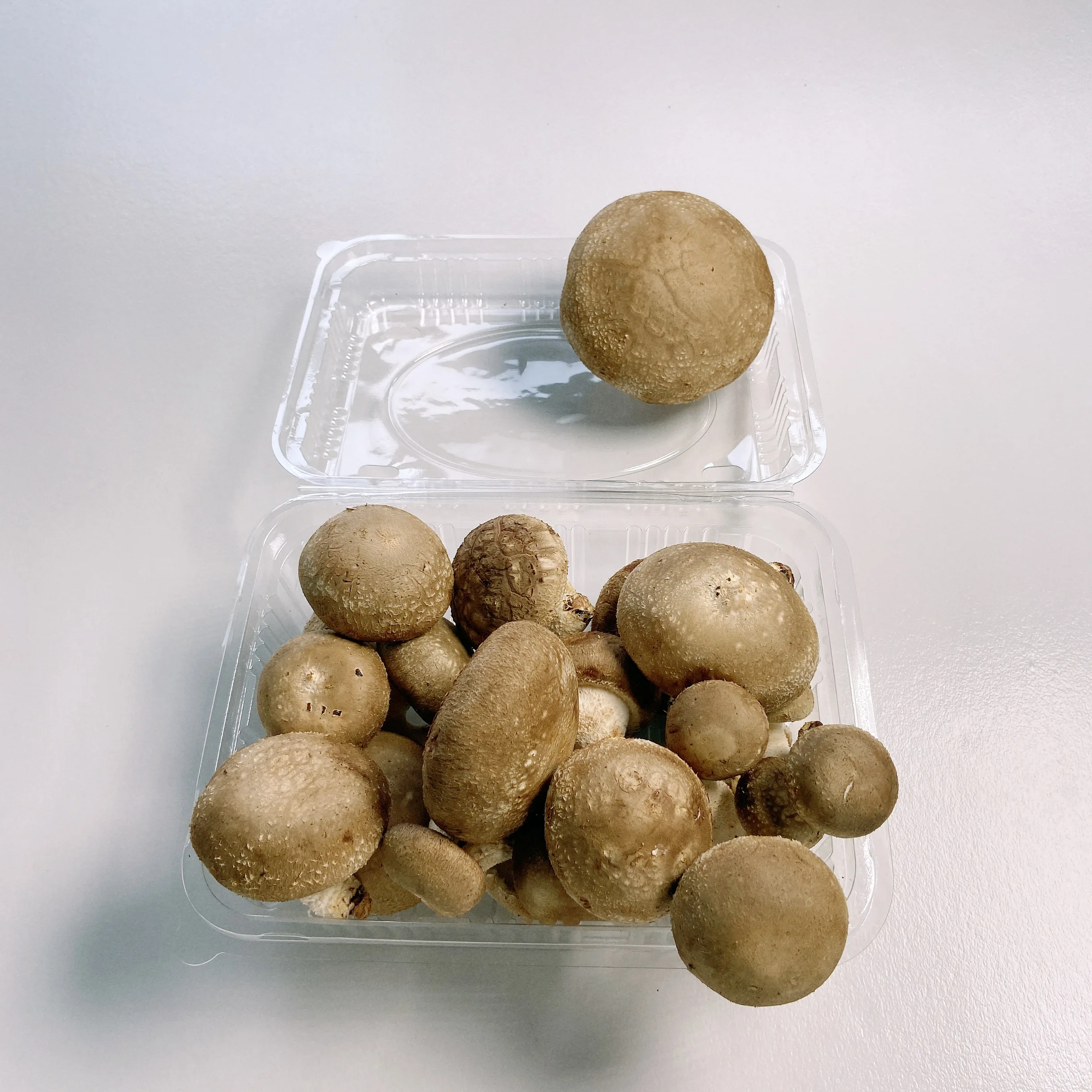 Wholesale Fine Fresh Mini-xl Tender Export Mushrooms Fresh Price