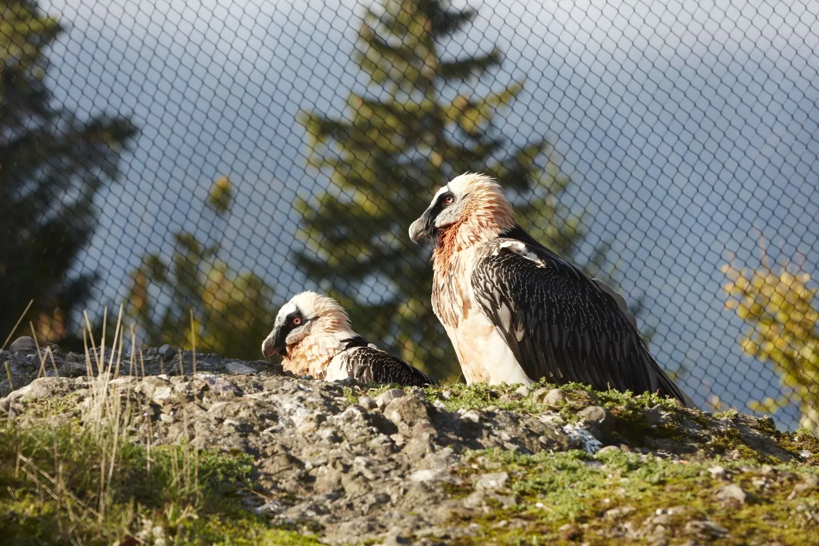 Cage House Sky Mesh Stainless Steel Rope Mesh Leopard Inox Cable Net Monkey Enclosure Inox Cable Net