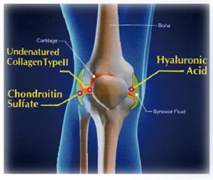 Halal Native Collagen Type II Undenatured Collagen  powder Type II from chicken cartilage used for joint health and skin care