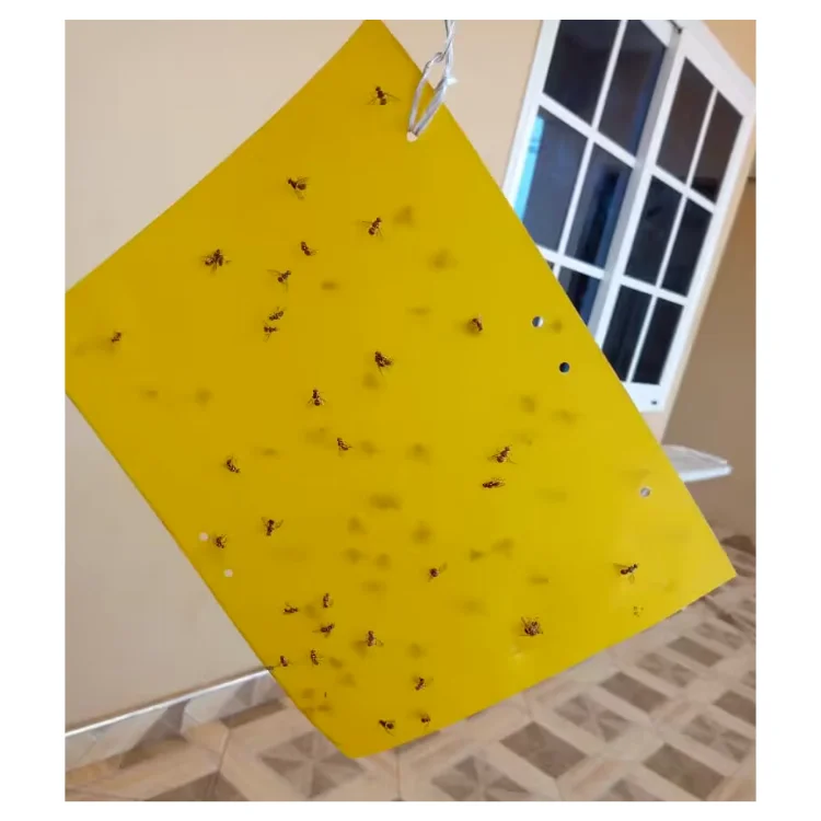 2 ml/Piece Wholesale Volatile Bactrocera Dorsalis Pheromone to Control Fruit Fly in Orchards