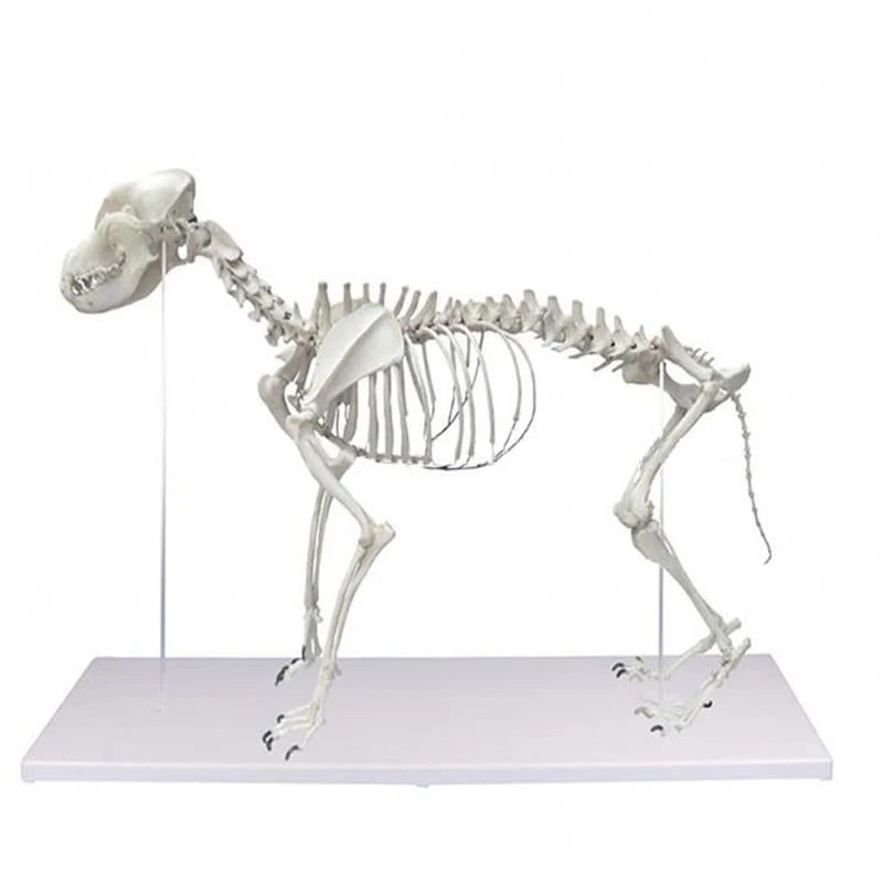 Large Dog Skeleton Anatomy Educational Livestock Specimens Model Education Veterinarian Anatomical Canine Bone