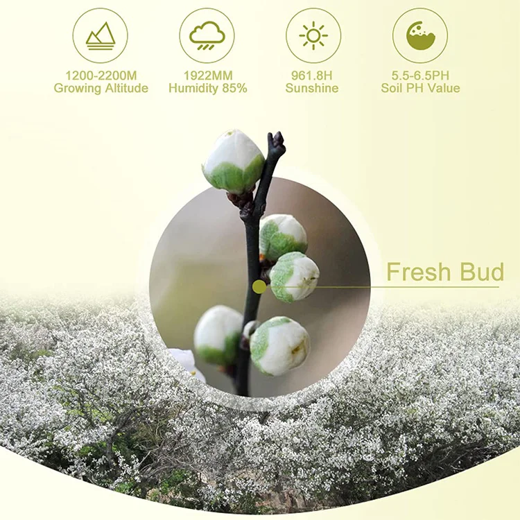 Flower Dried Plums Plum Tea Flower for Tea Herbal Floral DIY Craft White Plum Blossom Tea