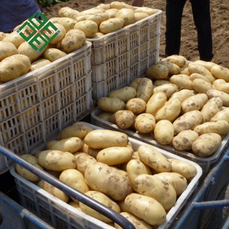 China Fresh Potato Export 100-600g Sweet Potato