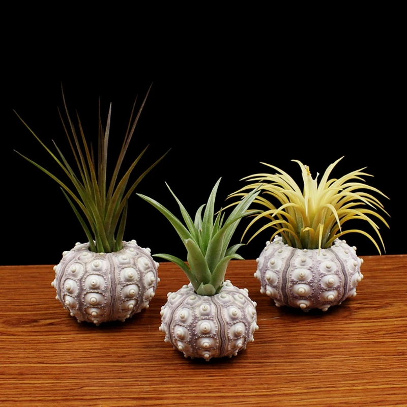 Natural Sea Urchin Air Plant Soilless Plant Creative Potted Plant Flower Pots Shell Conch Small Bonsai Pot Home Decoration