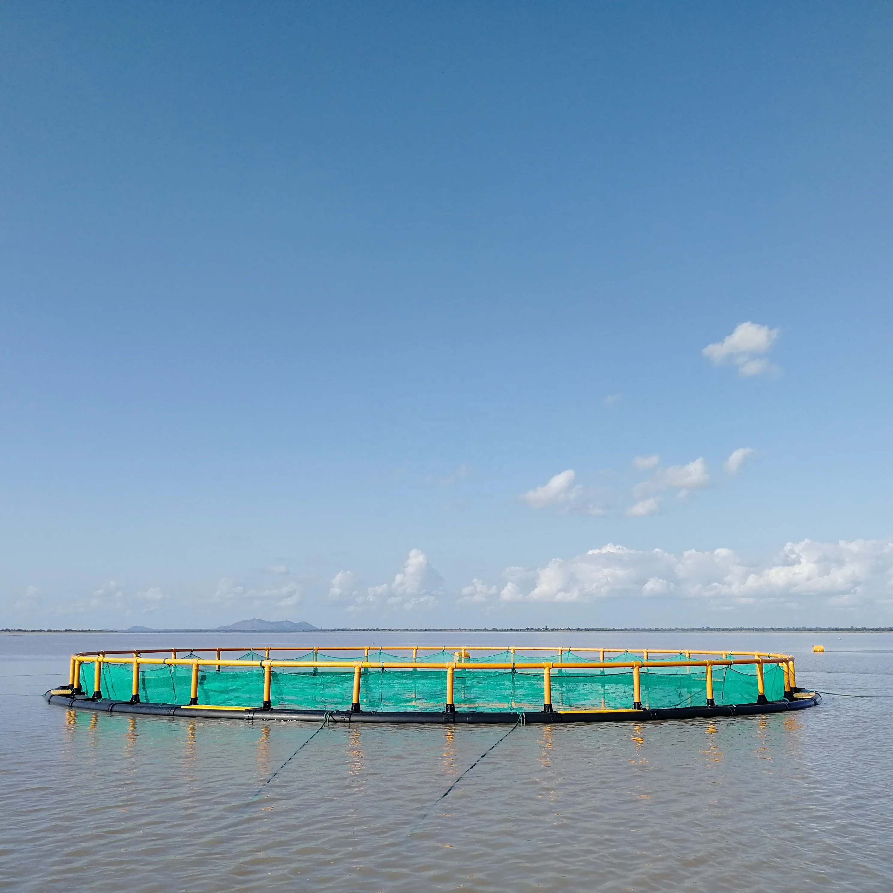grouper fish farm sea fish breeding net cage