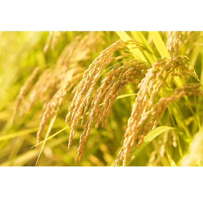 Top-quality packaged mineral-rich groundwater natural rice paddy seeds