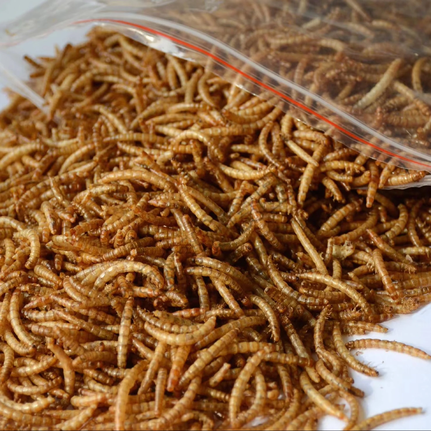 Wholesale High Quality Yellow Dried Edible Mealworms,Dried Mealworm Powder