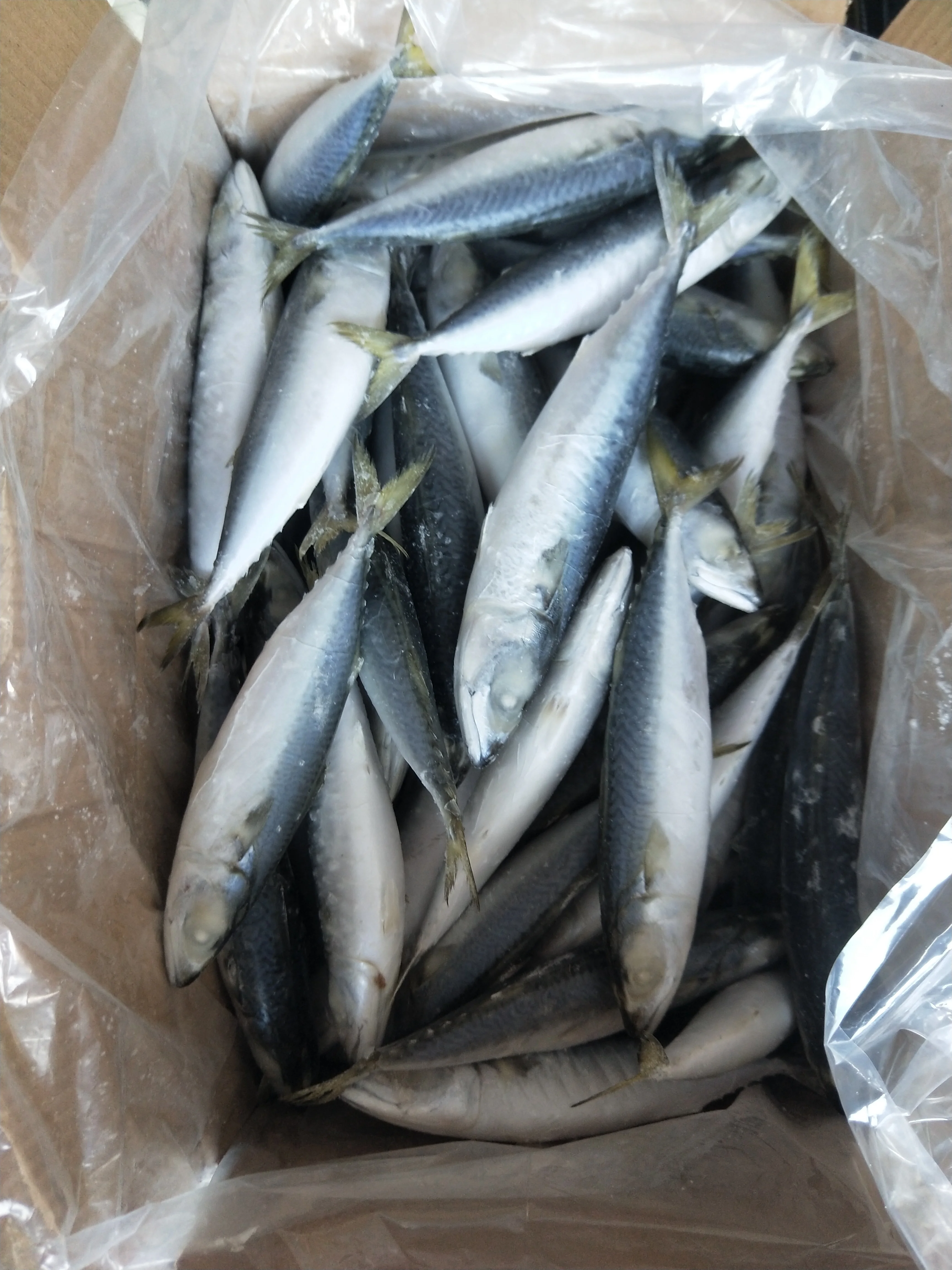 Frozen Sardine Fish