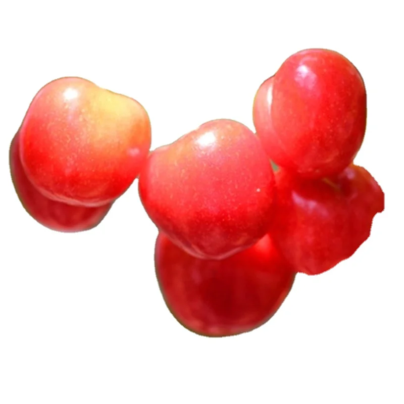 2020 Высококачественная рассада вишни