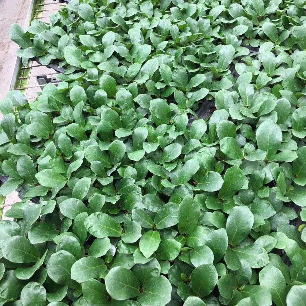 Тканевая культура рассада растение рассада Барби баньян