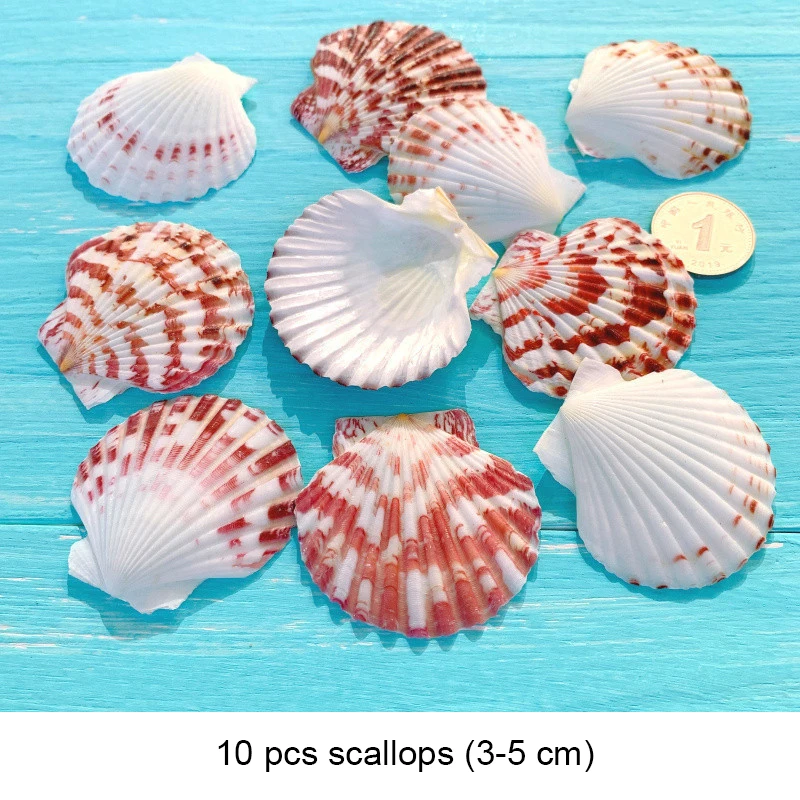 Small Seashell Mix Tiny Sea Shell Lot Beach Wedding Decor Sea Shells for Crafts