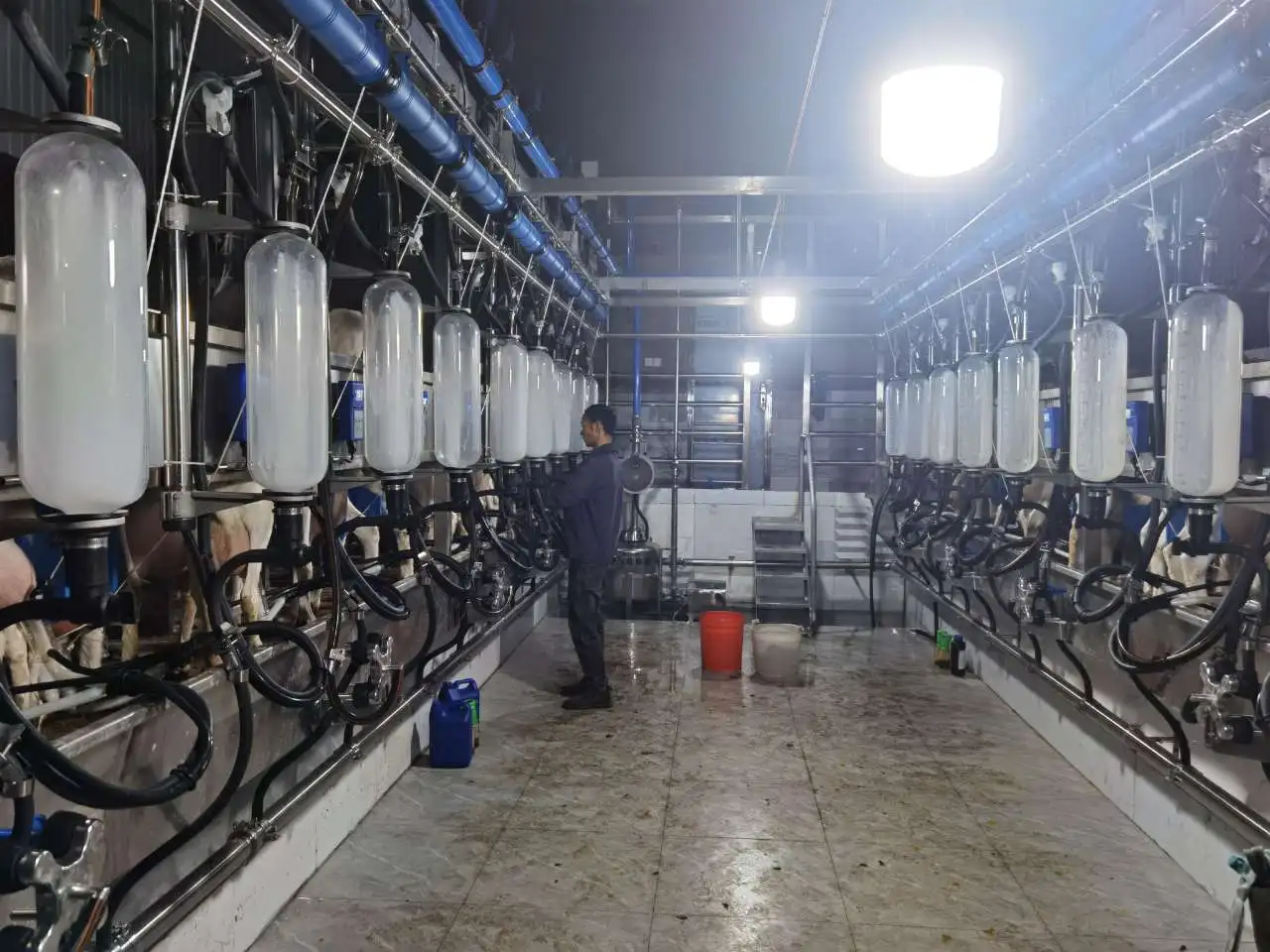 KLN 9JY Type Goat Automatic Milking Parlour Equipment