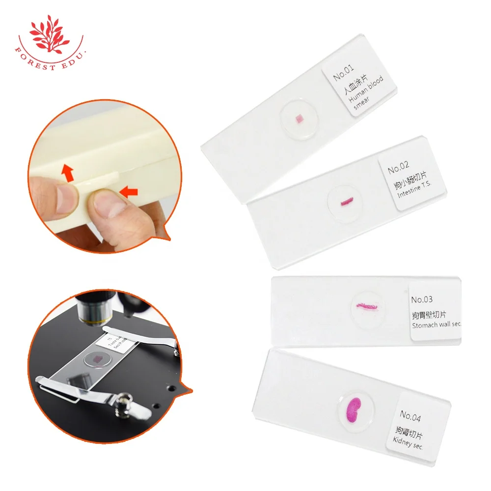 25 Pieces Zoology Microscope Slides Prepared Slides Set Zoology Histology Microbiology Microscope Slides