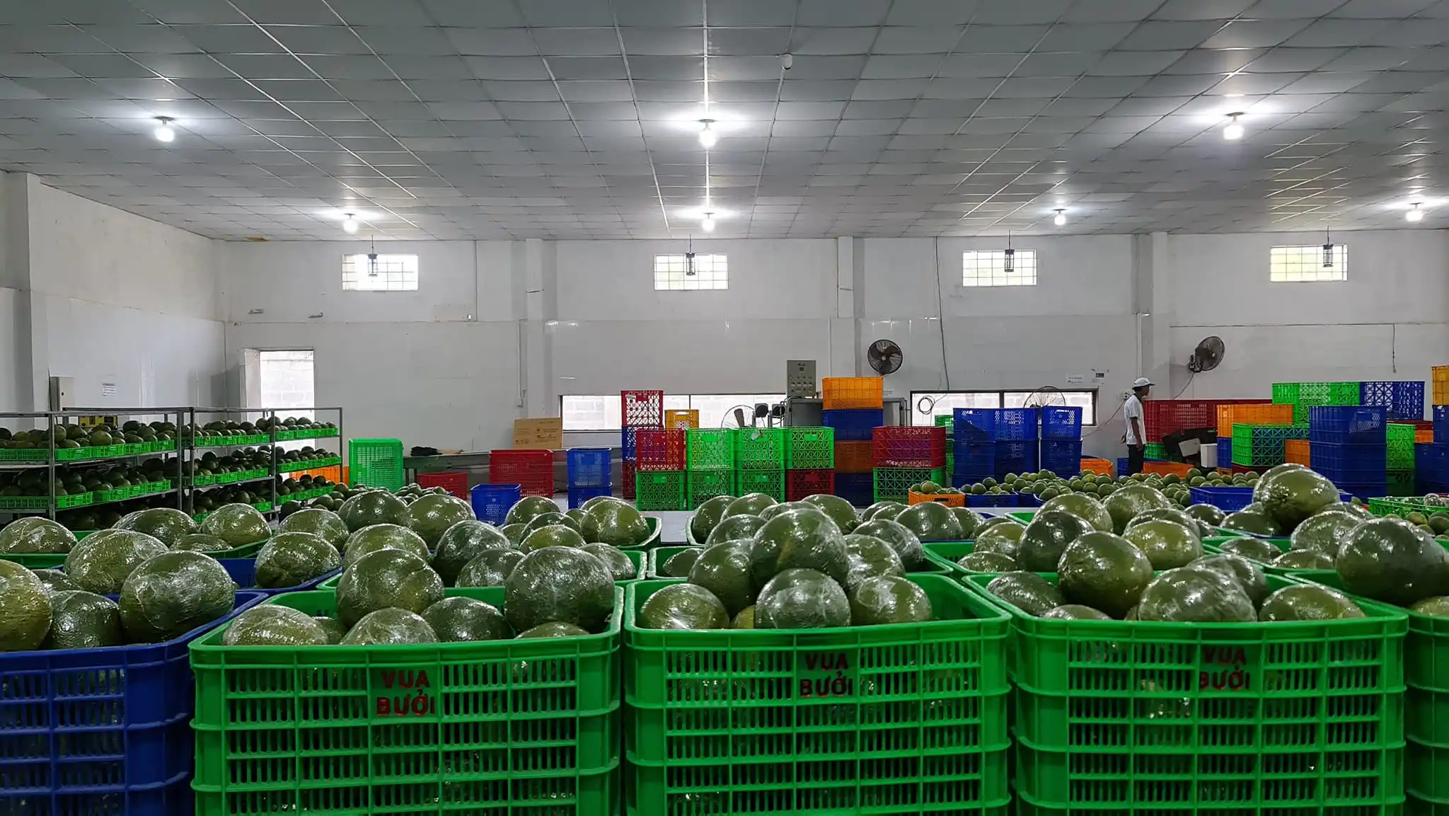 Fresh Grapefruit Pomelo Citrus Fruits (Green skin, pink flesh) Tropical Fruit Export From Vietnam- Whatsap 0084989322607
