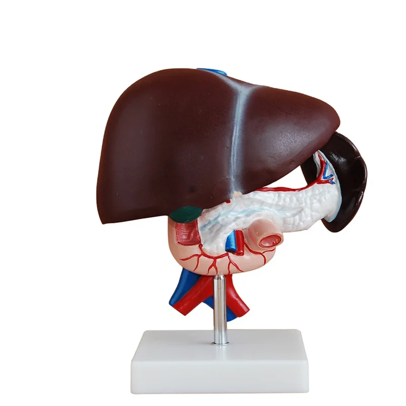 Liver, Pancreas and Duodenum Model anatomical pancreas model human digestive system model Duodenum Mode