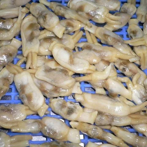 Season for Sale Frozen Razor Clam in Fresh Seafood