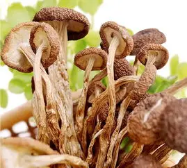 Hot Selling factory price sales of new dry tea mushroom wholesale mushrooms