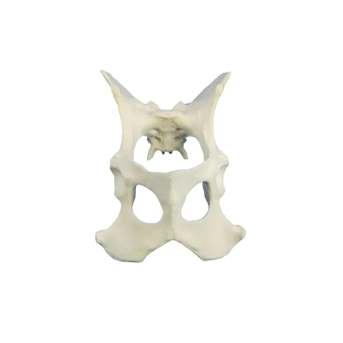 Arm Knee Dissection Pelvis Anatomical Canine Dog Skeleton Model