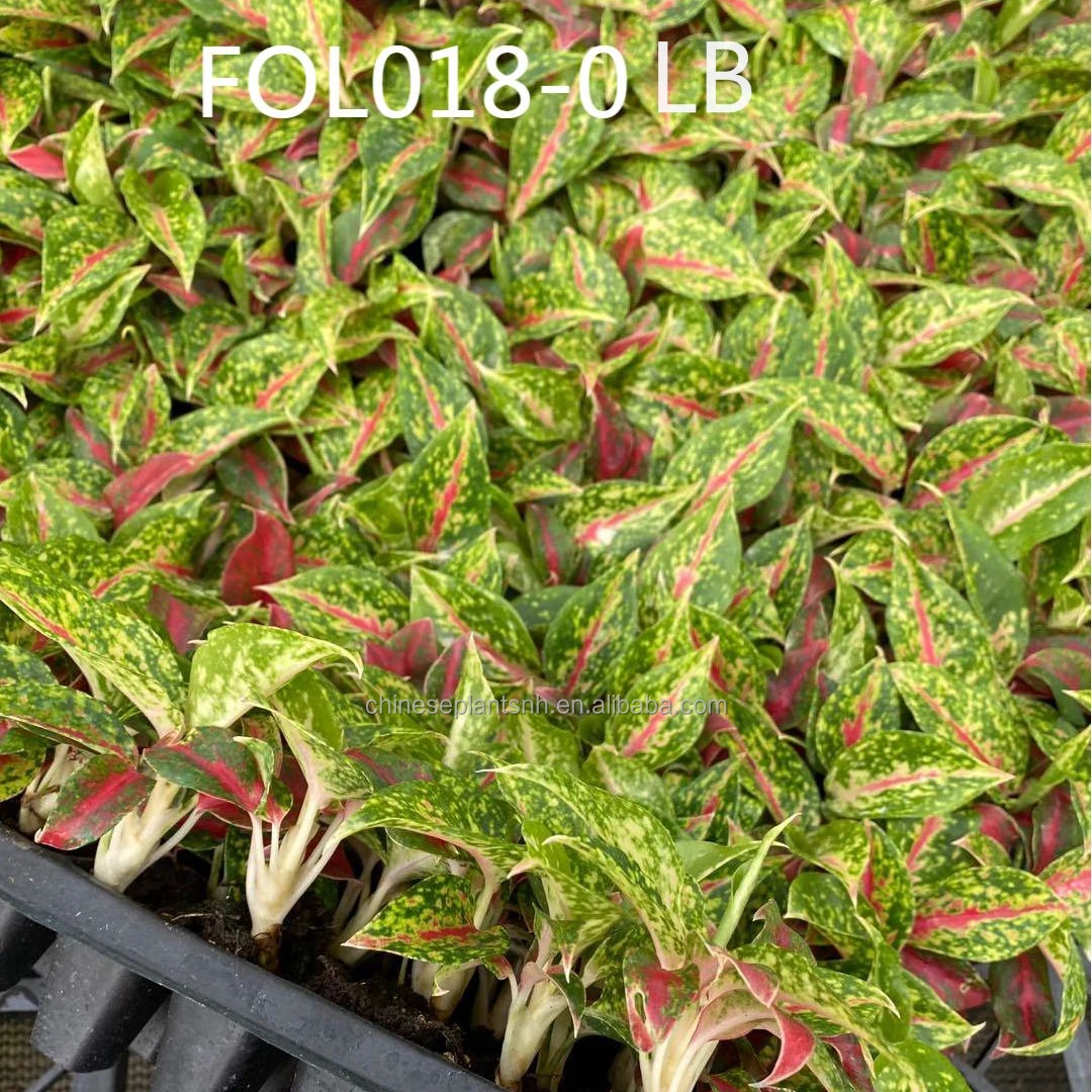 
Aglaonema tissue culture bare root Aglaonema-nightsparkle net pot seedling plants 