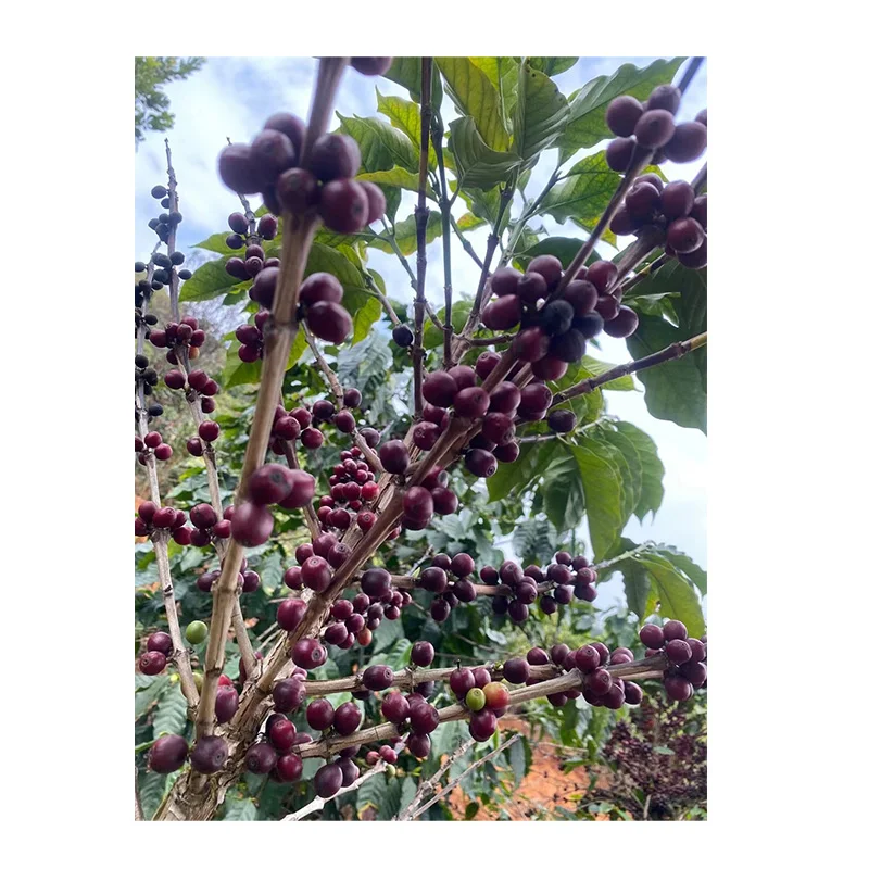 
Customizable Yunnan coffee beans arabica green with best price 