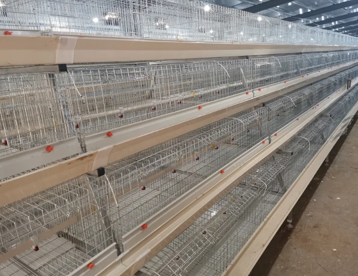 automatic layer chicken cage with automatic manure removal system
