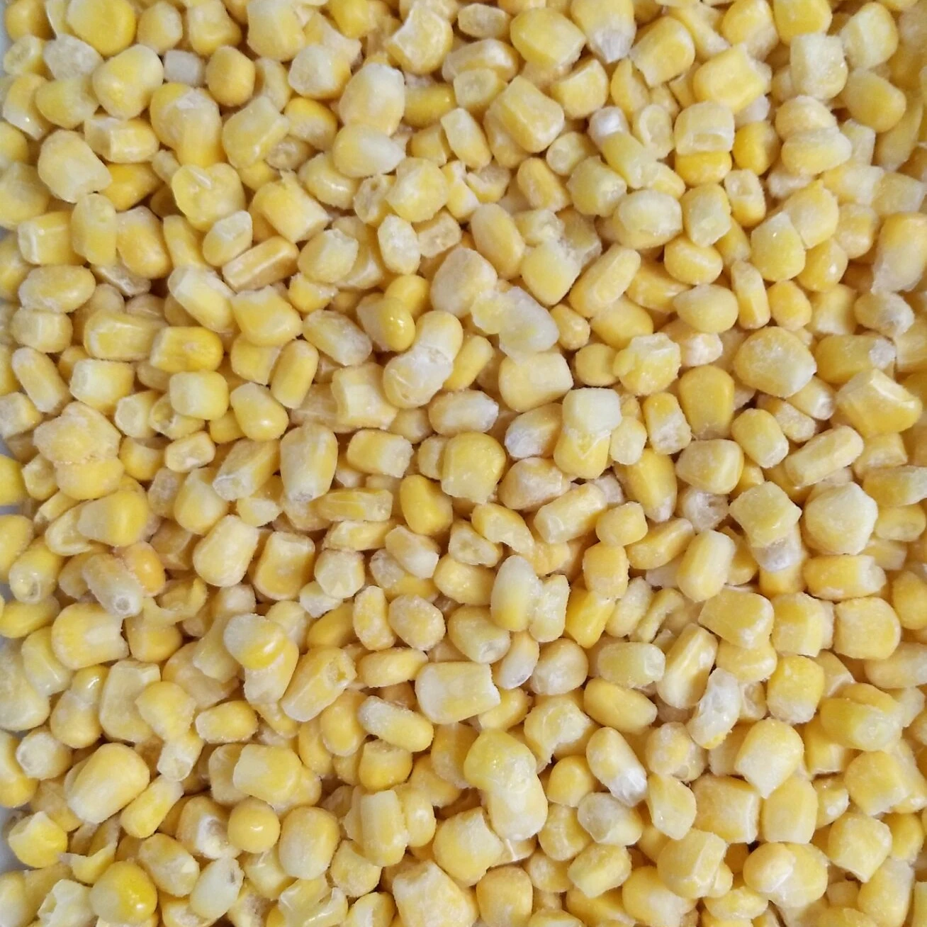 IQF Organic Sweet Corn Rice in Fresh Condition