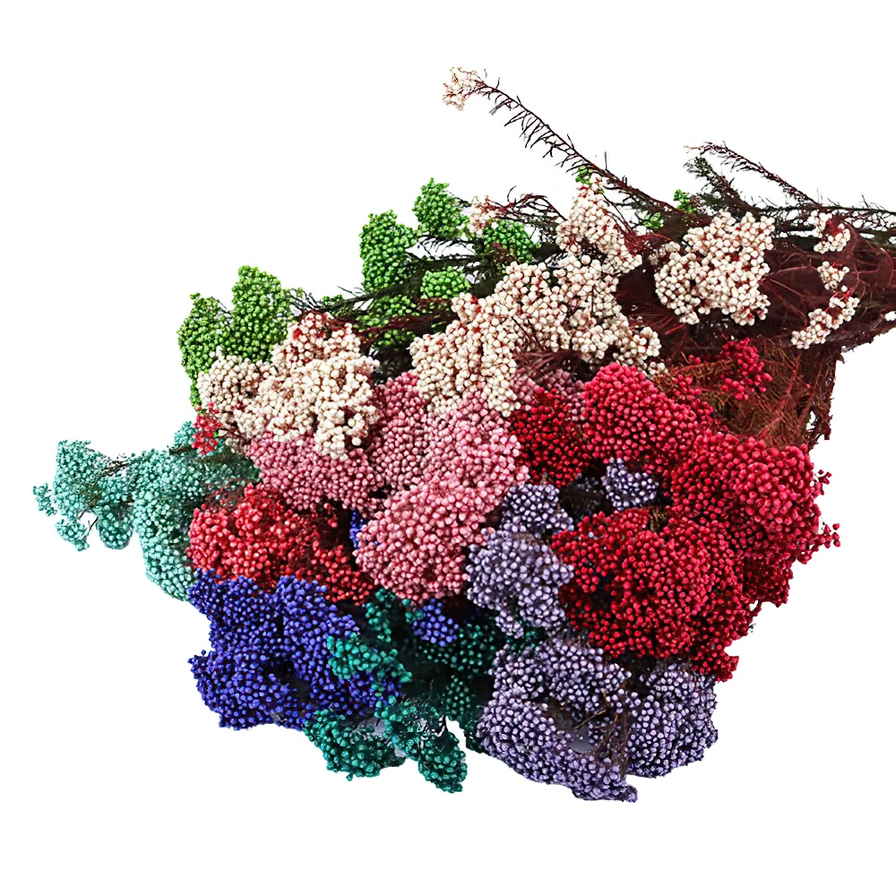 Wholesale Natural Millet Flower Everlasting Ozothamnus Diosmifolius Preserved Rice Flower for Flower Arrangement