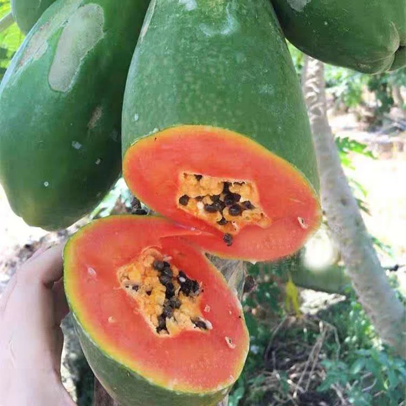 
Rock candy heart of hearts papaya seeds from Taiwan, China 