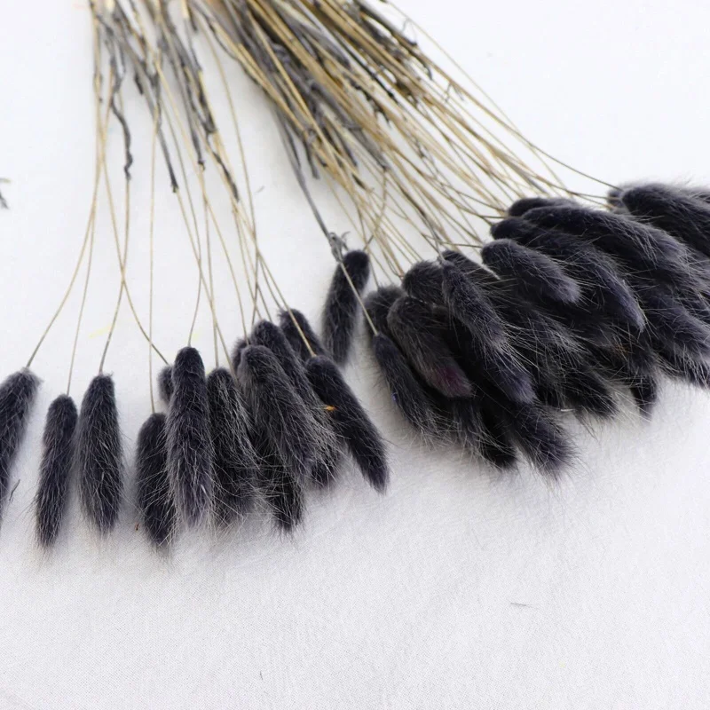 Yunnan Hot Sale Bunny Tails Grass Home Decorative Dried Flowers Black Lagurus Ovatus