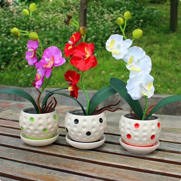 
Factory Wholesale High Quality Phalaenopsis Orchid Seeds 
