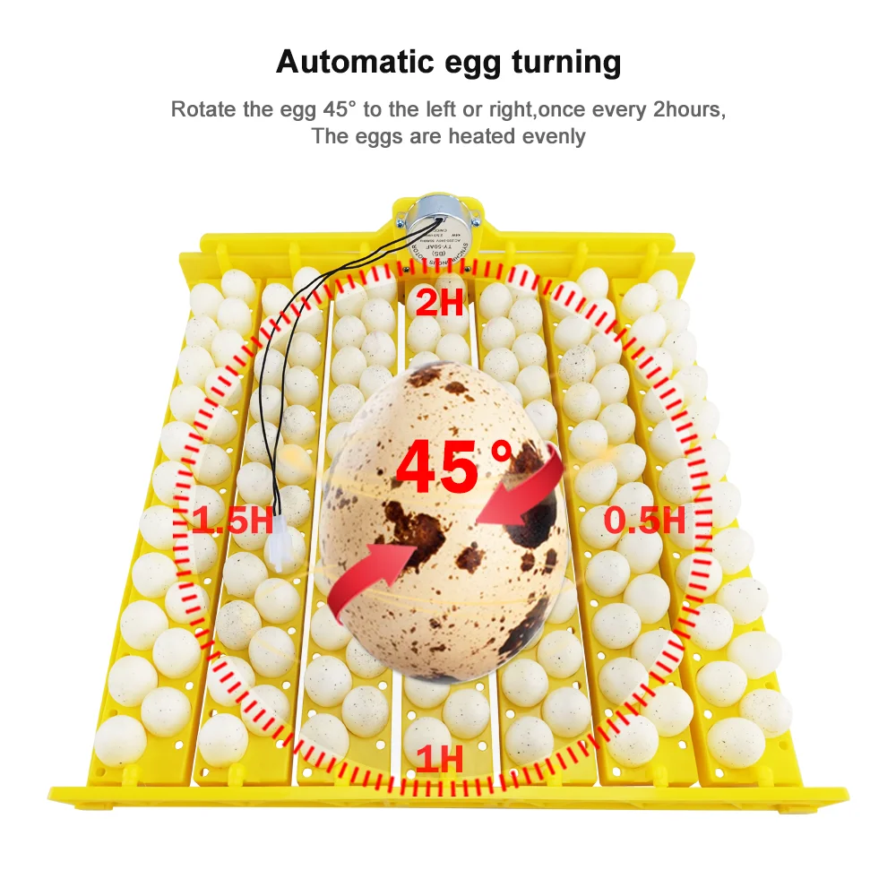 China hot selling quail egg tray and bird egg tray for 154 eggs