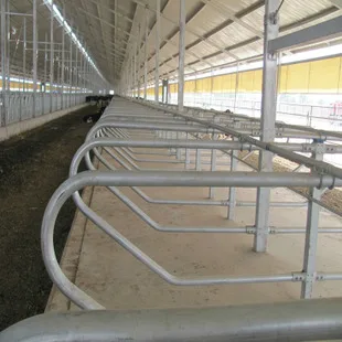 
Diary Farm Loops Cow Free Stall Small Dairy Barn Plans Calf Cubicles 