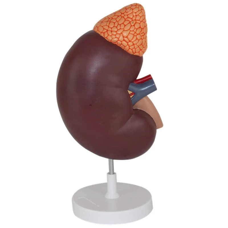 Plastic Anatomy of natural large kidney