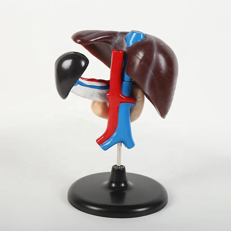 Hepato - pancreaticoduodenal model of liver  striking  blood vessel and pancreas for physical teaching
