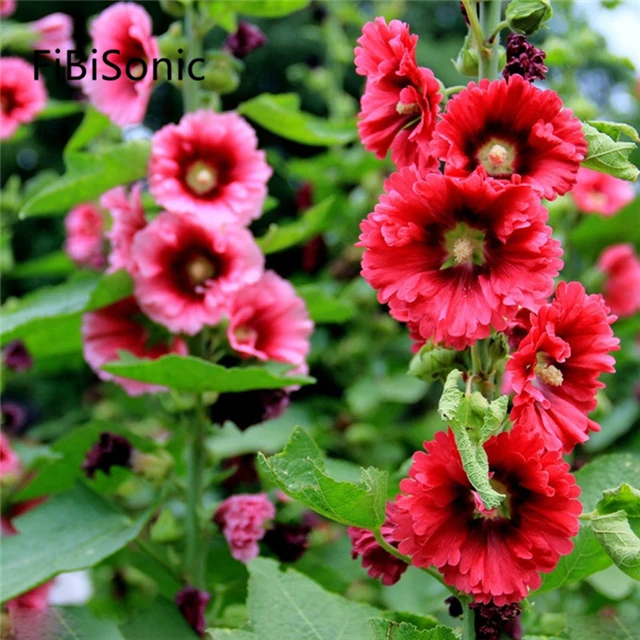 FiBiSonic 200 PCS/BAG Hollyhock Seeds Indoor Balcony Potted Flower Seeds Courtyard Planting Seeds
