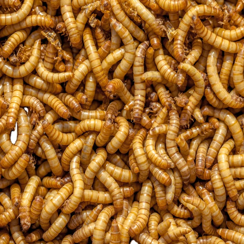 Dried Mealworms for Animal Food hamster snacks