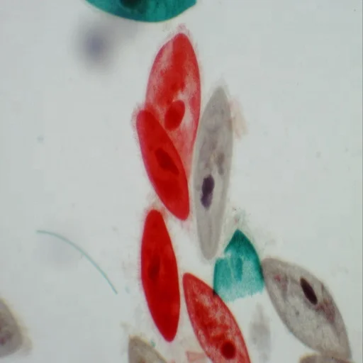 Medical Microbiology Slides Microscope Slides 100pcs Educational Prepared Slides Medical Microbiology Education