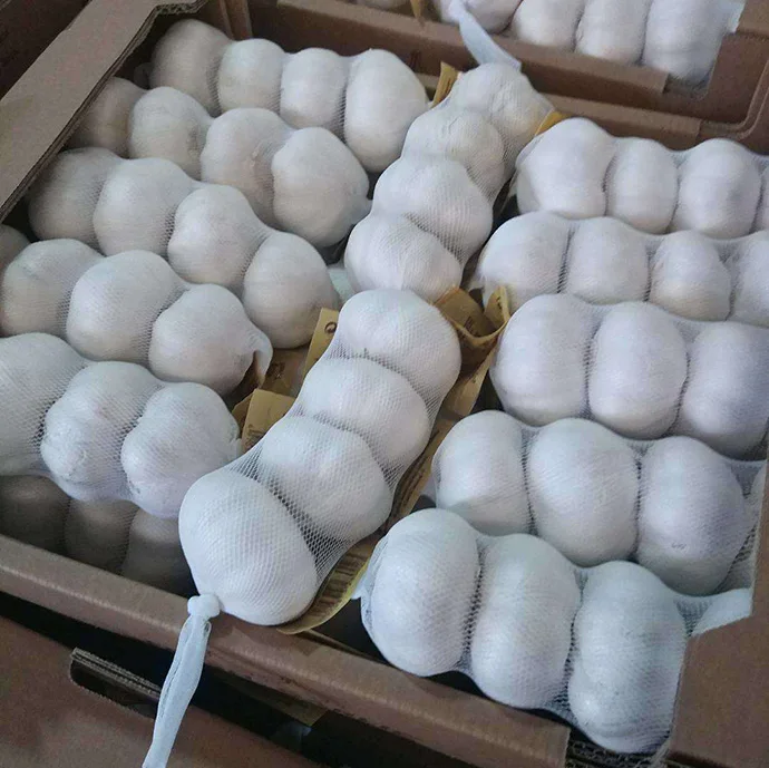5.5 cm factory pure white fresh garlic price  2023 new fresh garlic from China white garlic